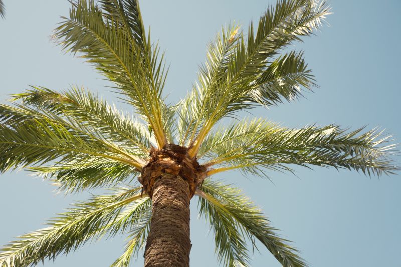 Palm Branch Trimming