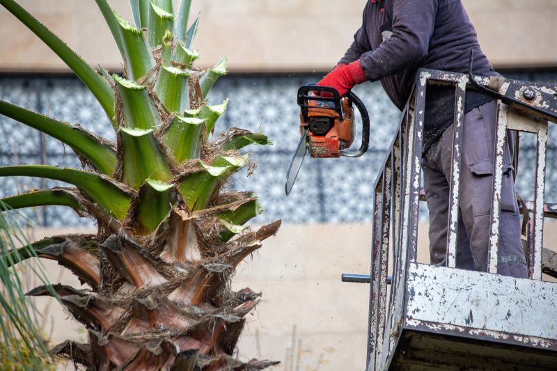 Palm Branch Trimming