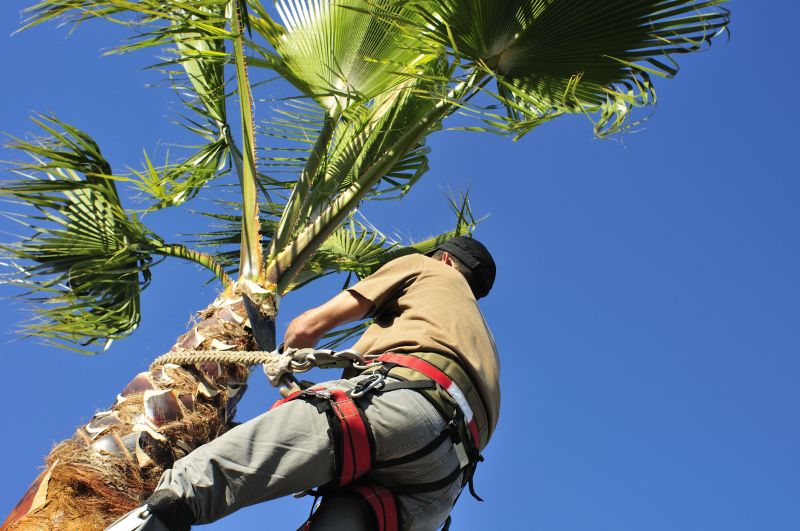 Palm Branch Trimming