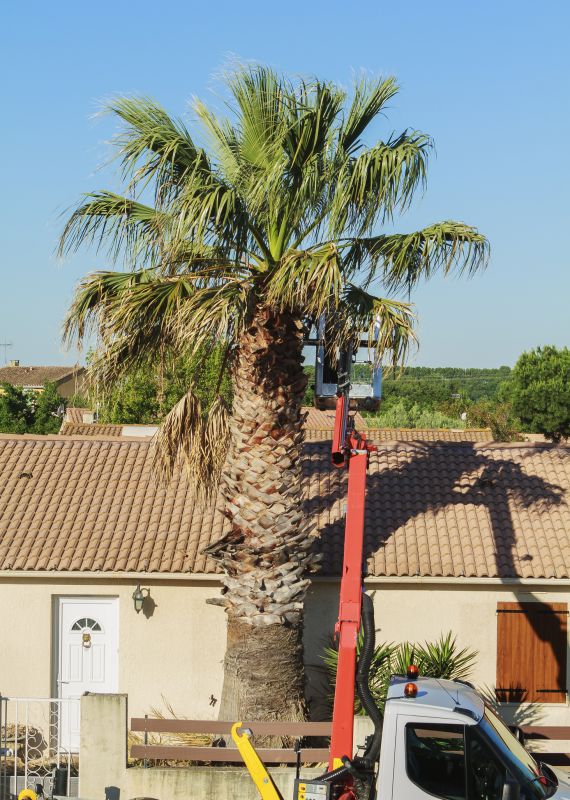 Palm Branch Trimming