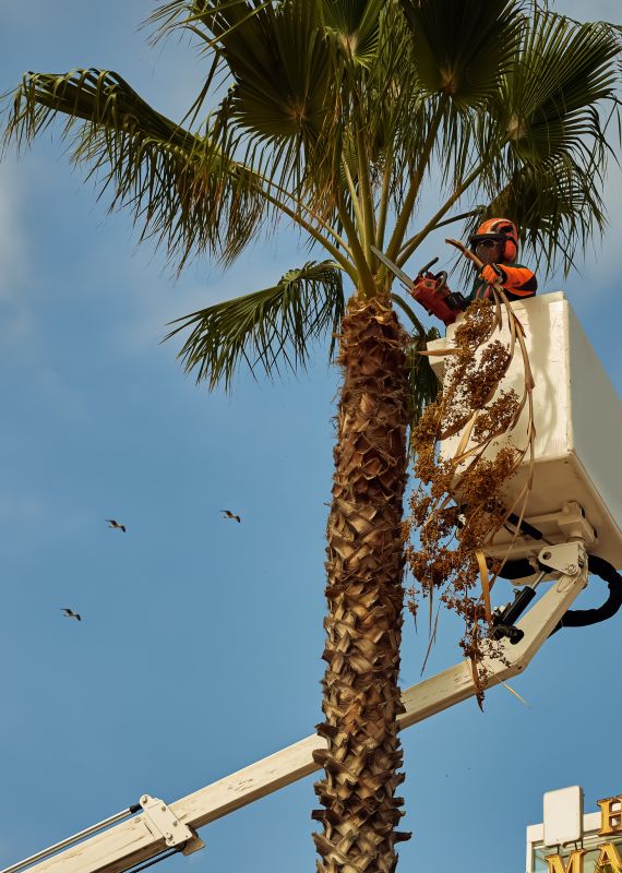 Pruning Palm Fronds