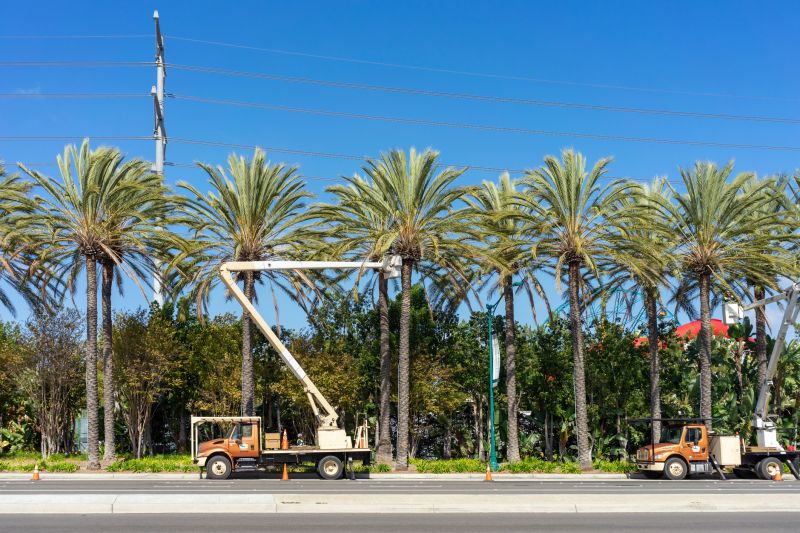 Palm Tree Maintenance