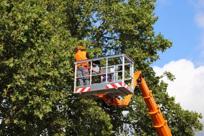 Arborist at Work