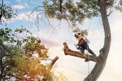 Healthy Tree Maintenance
